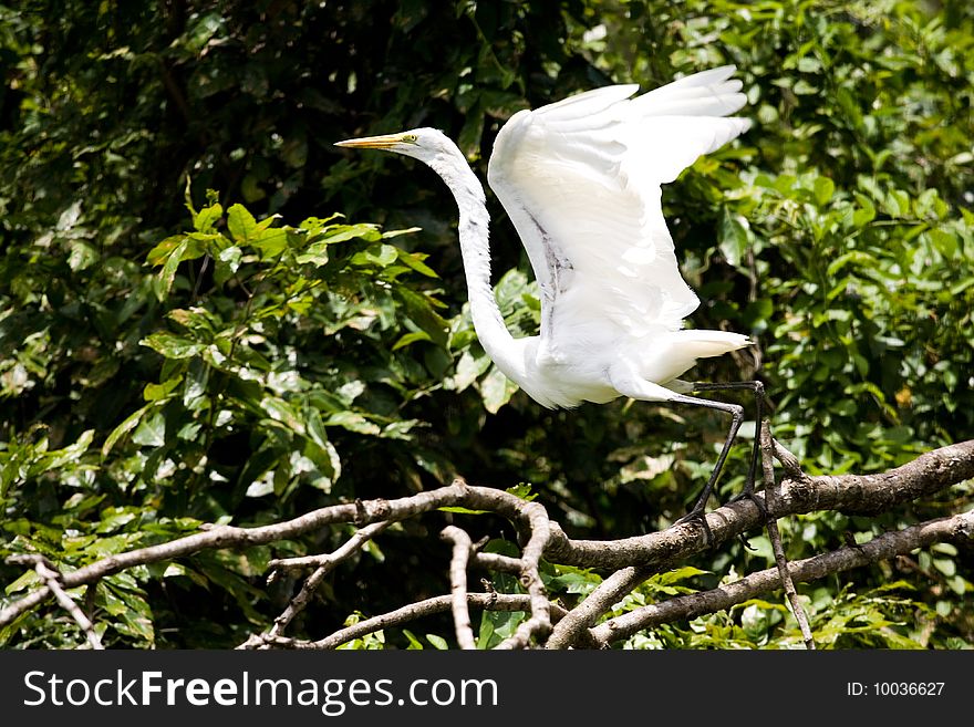 Photo of a white heron in the wild nature