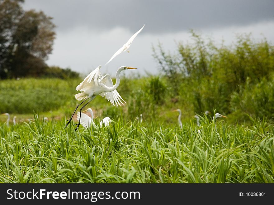 Photo of a white heron in the wild nature. Photo of a white heron in the wild nature