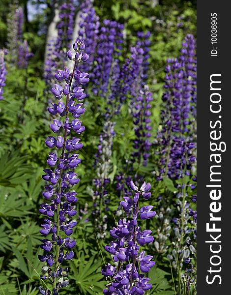 Wild purple lupines in northern Wisconsin