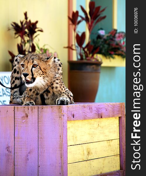 A cheetah on a colorful crate