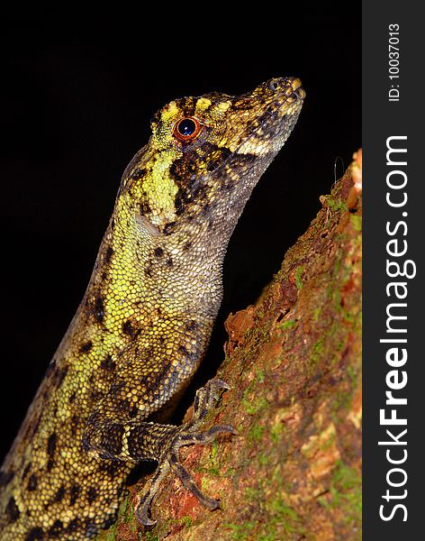 Anole lizard (Norops) head close up in Costa Rica