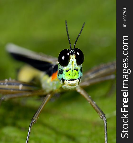 Short horned grasshopper smiles on a leaf in Peru