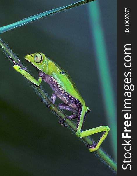 Tree frog climbs grass in Peru