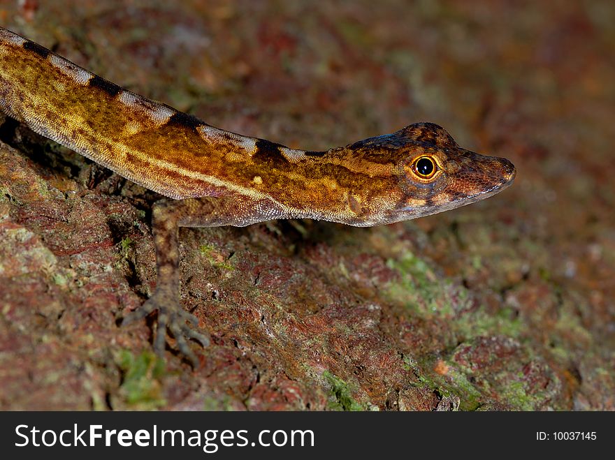 Anole lizard on Osa Peninsula, Costa Rica