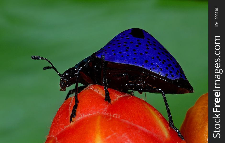 Purple pleasing fungus beetle on red ginger flower