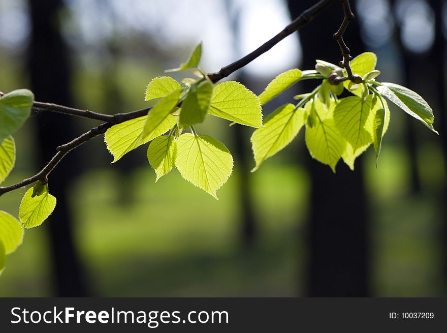 Fresh green leaves glowing in sunlight