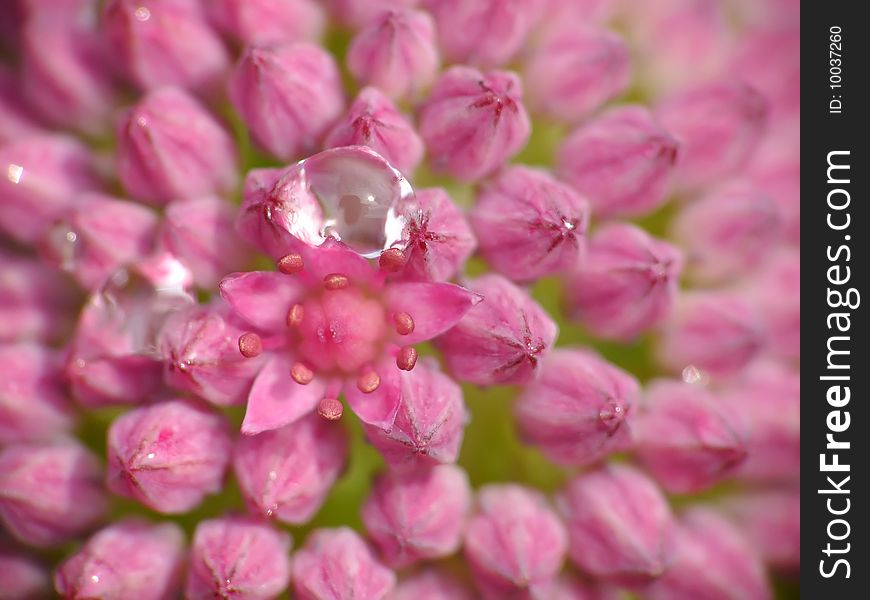 Closeup of pink flower