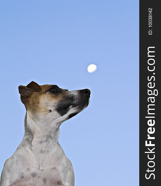 A Jack Russel prepares to howl at the moon. A Jack Russel prepares to howl at the moon.