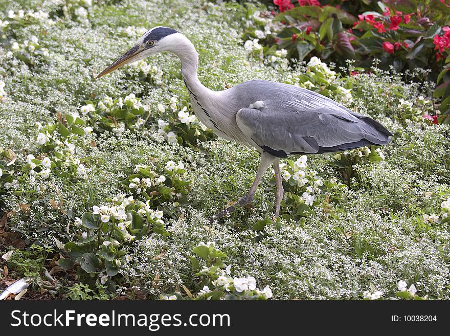Herons on the colorful meadow in summer
