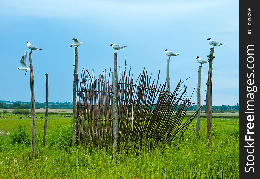 Landscape of rural locality and gull