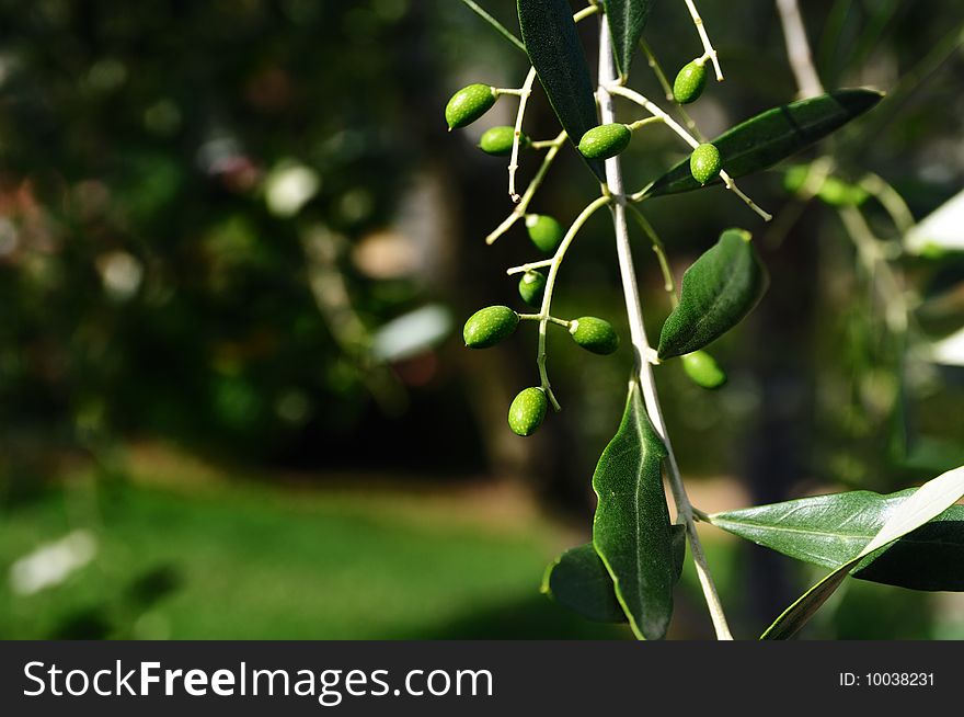 Newborn olives in the country. Newborn olives in the country