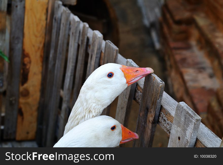 Two ducks near a little fence.