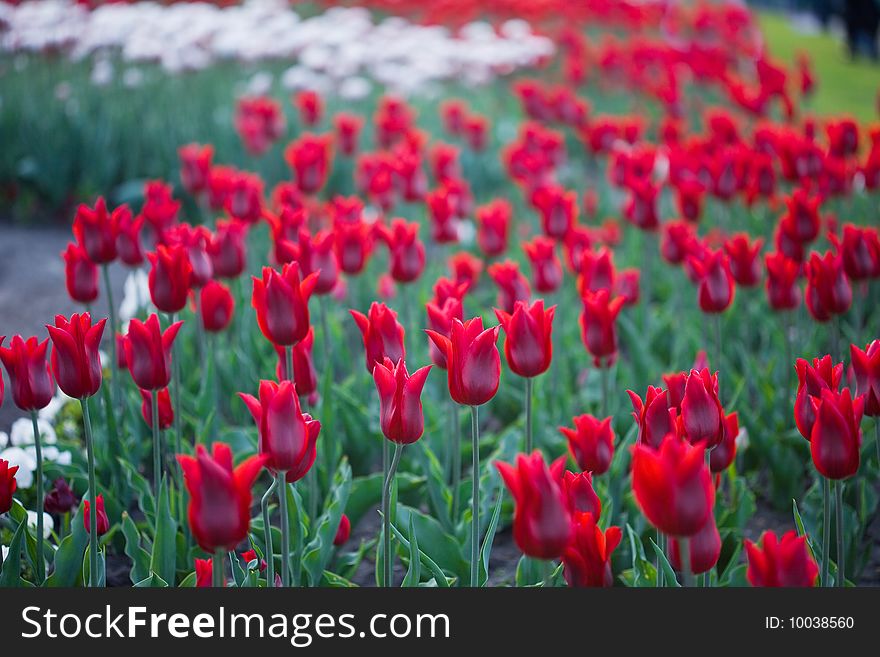 Red tulips in garden