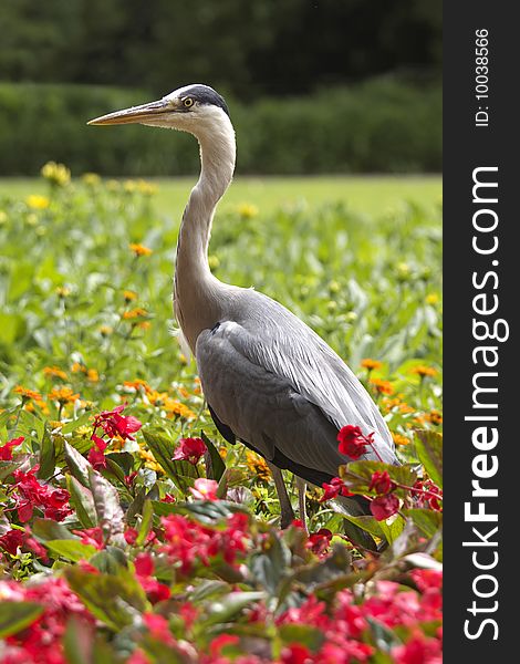 Herons on the colorful meadow in summer