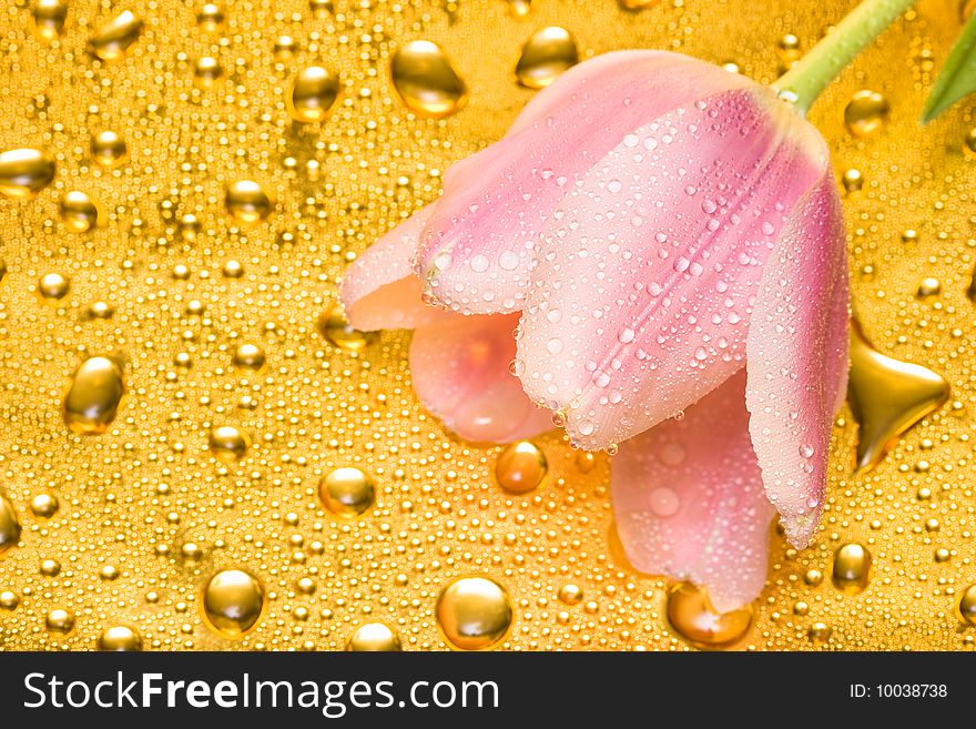 Pink tulip with water drops