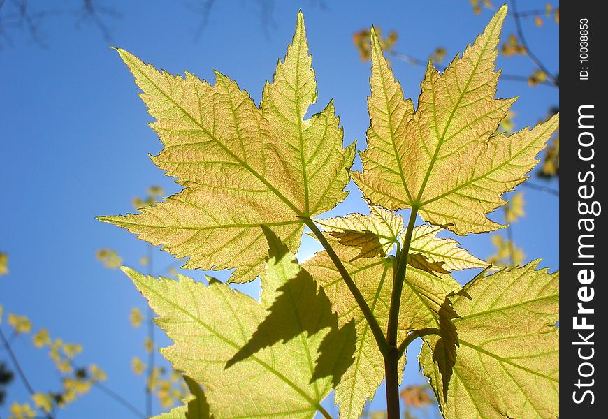 Newly flushed maple leaves in the spring sun. Newly flushed maple leaves in the spring sun