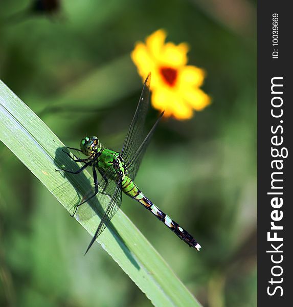 Closeup of Dragonfly on leaf at foreground and yellow flower on background. Closeup of Dragonfly on leaf at foreground and yellow flower on background