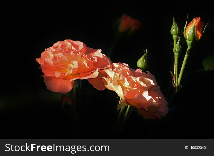 Flower, Rose Family, Garden Roses, Rose