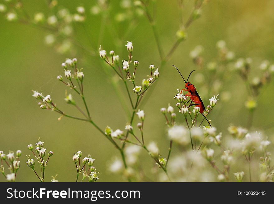 Insect, Flower, Pollinator, Nectar