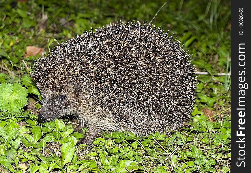 Hedgehog, Erinaceidae, Domesticated Hedgehog, Fauna