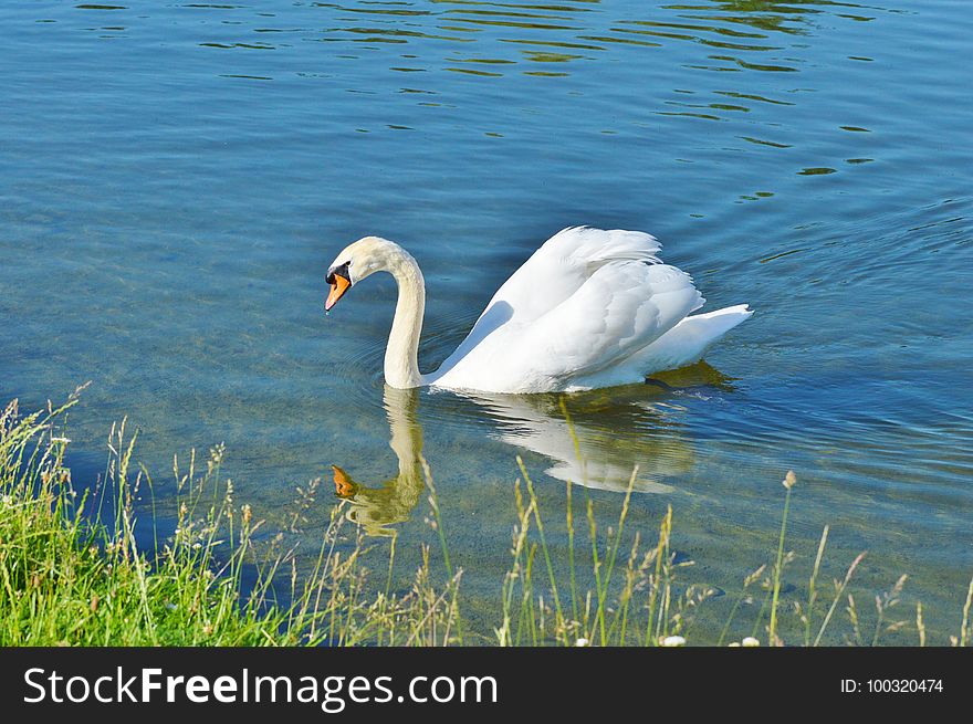 Swan, Bird, Water Bird, Ducks Geese And Swans