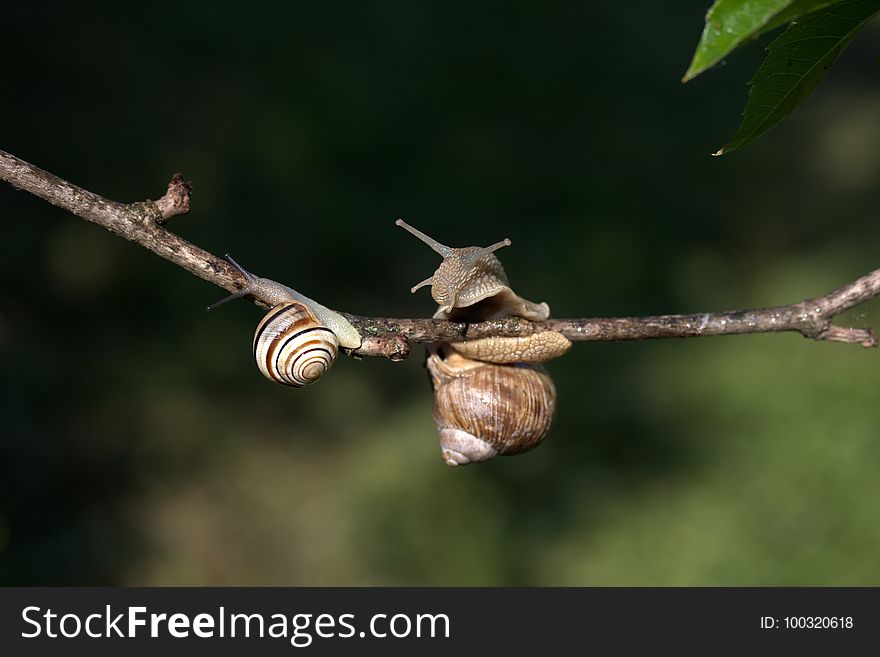 Snails And Slugs, Snail, Branch, Fauna