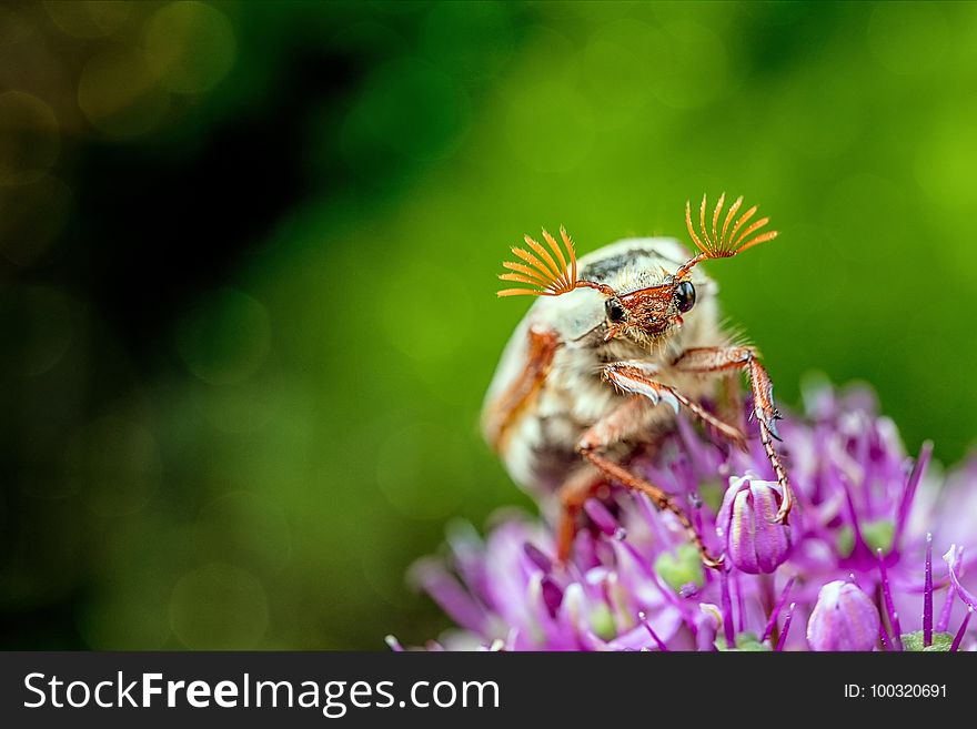 Insect, Honey Bee, Macro Photography, Close Up