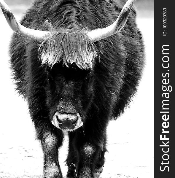 Cattle Like Mammal, Black And White, Black, Monochrome Photography