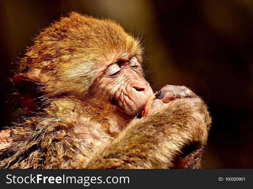 Mammal, Macaque, Fauna, Old World Monkey