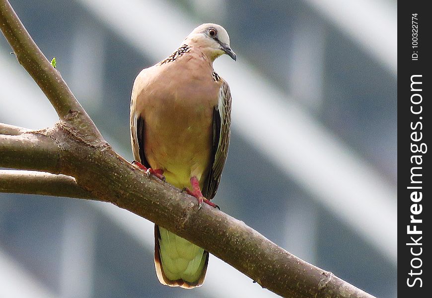 Bird, Fauna, Beak, Finch