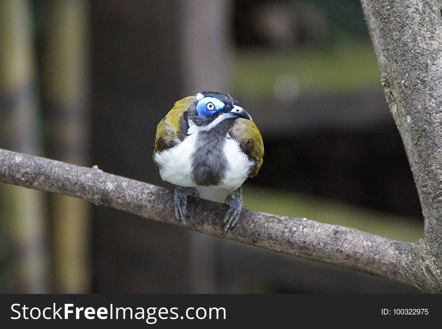 Bird, Beak, Perching Bird, Feather