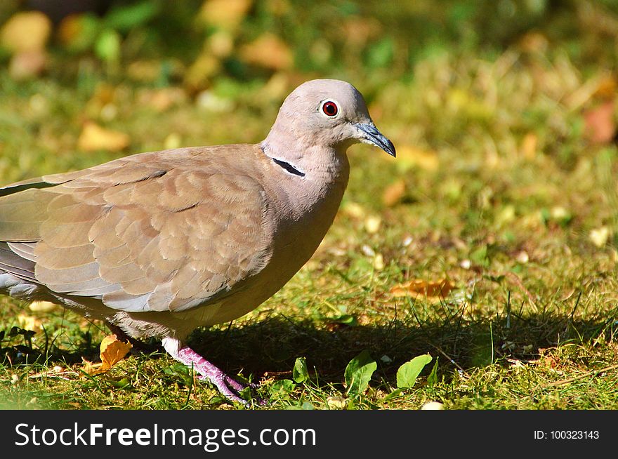 Bird, Fauna, Beak, Ecosystem