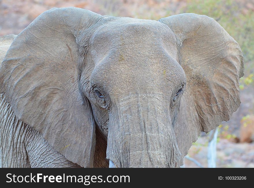 Elephant, Elephants And Mammoths, Wildlife, Terrestrial Animal