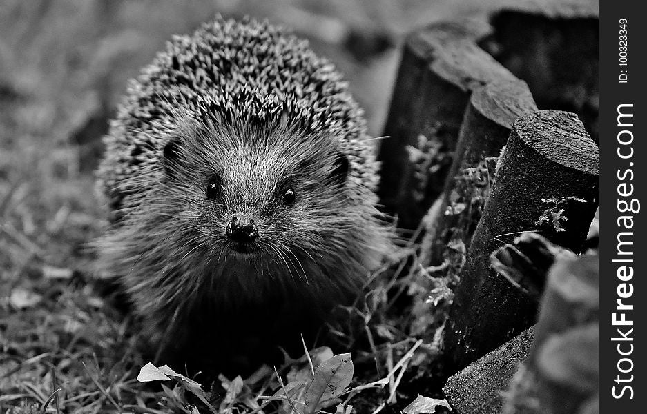 Hedgehog, Erinaceidae, Black And White, Domesticated Hedgehog