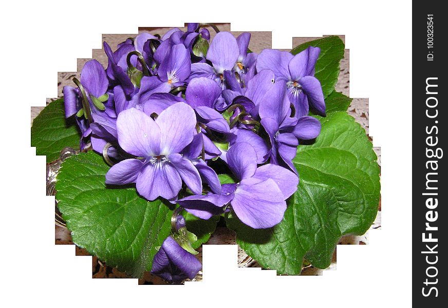 Violet, Flower, Plant, Flowering Plant