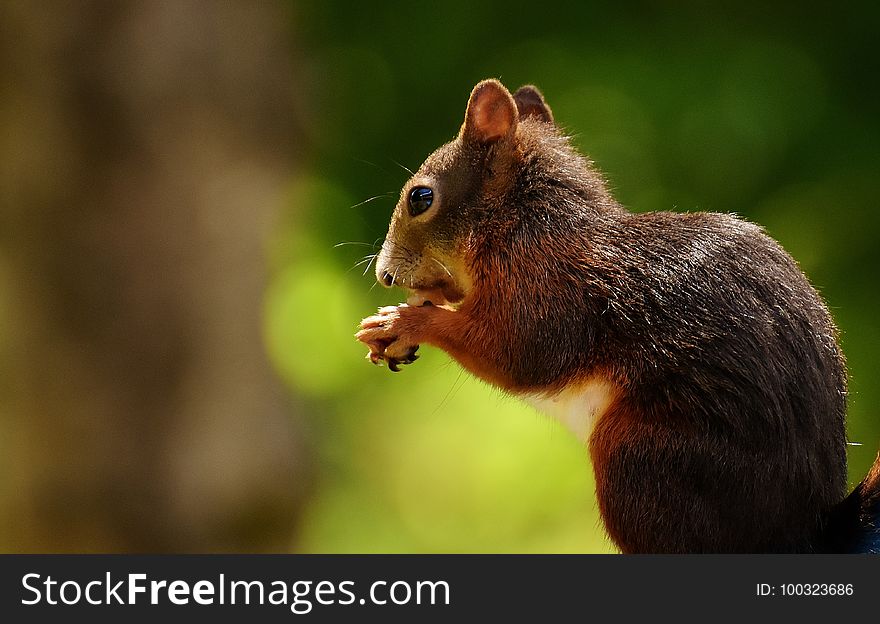 Squirrel, Fauna, Mammal, Wildlife