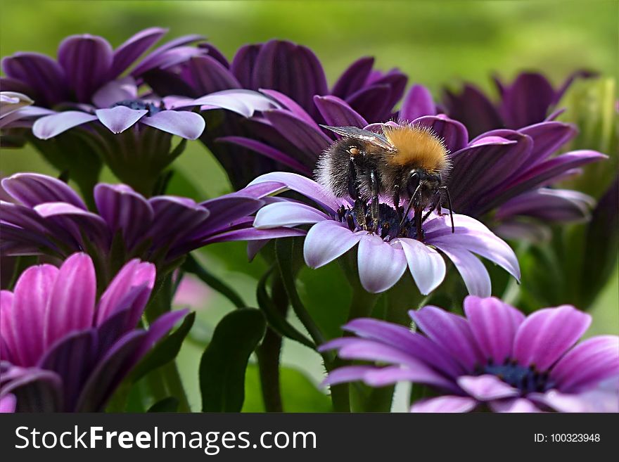 Flower, Bee, Purple, Honey Bee