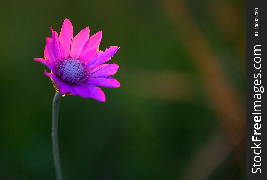 Flower, Flora, Wildflower, Purple