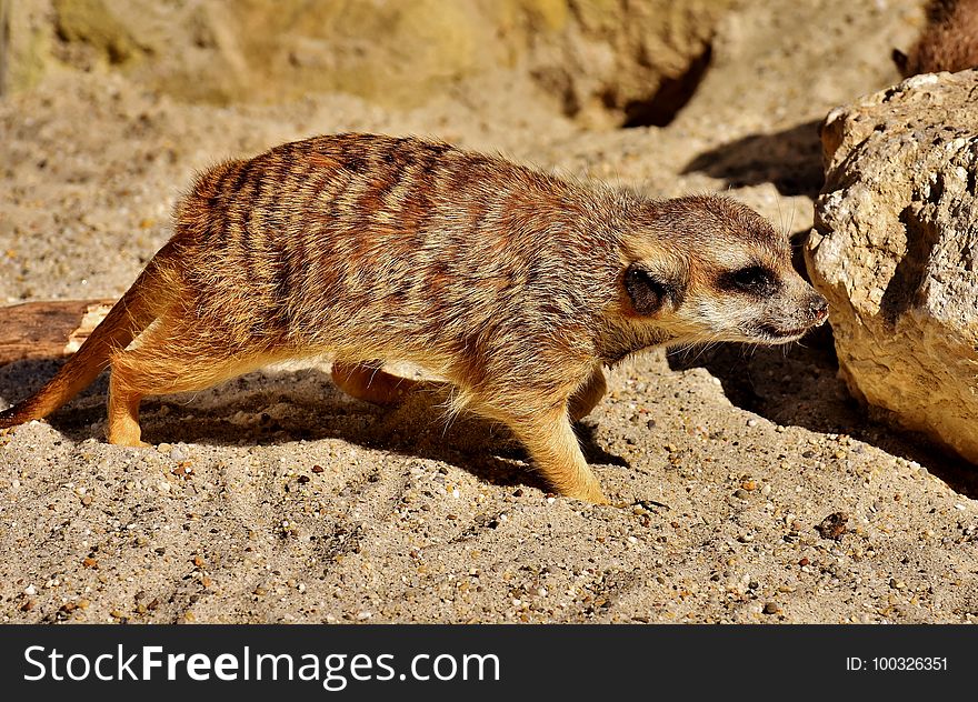 Meerkat, Fauna, Mammal, Terrestrial Animal