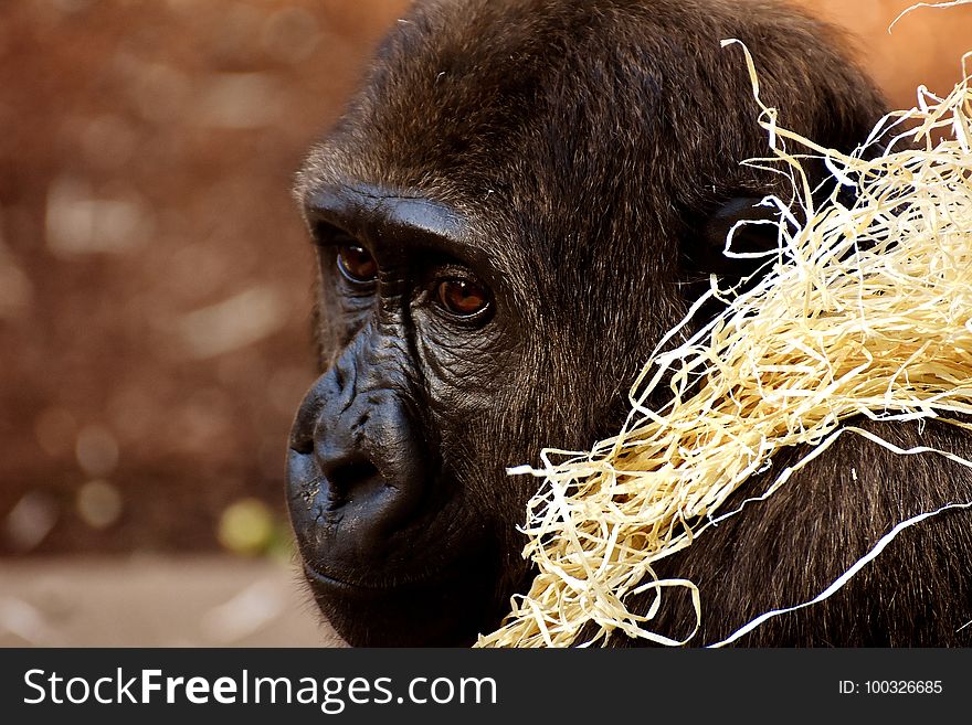 Great Ape, Fauna, Primate, Western Gorilla