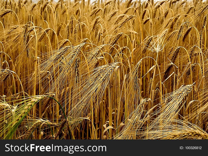 Food Grain, Wheat, Triticale, Grain