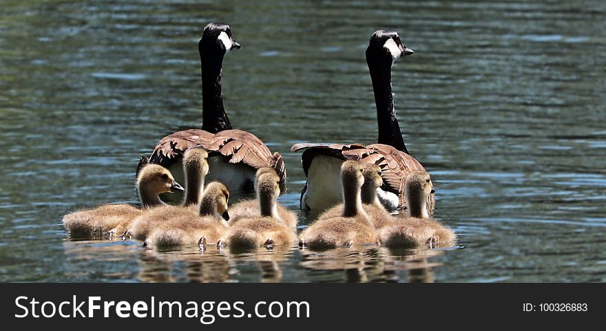Water Bird, Bird, Ducks Geese And Swans, Fauna