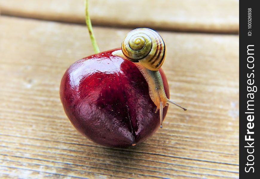 Snail, Fruit, Macro Photography, Snails And Slugs