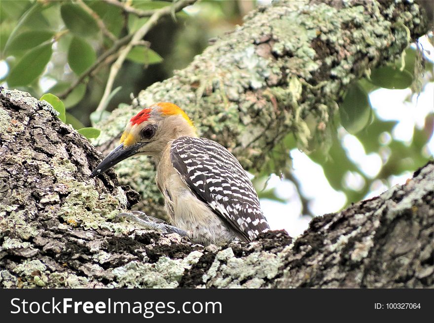 Bird, Beak, Woodpecker, Fauna