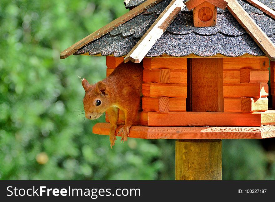 Fauna, Bird Feeder, Wood, Squirrel