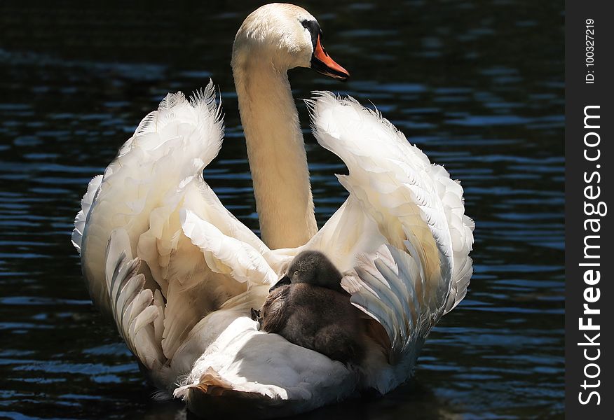 Bird, Water Bird, Swan, Ducks Geese And Swans