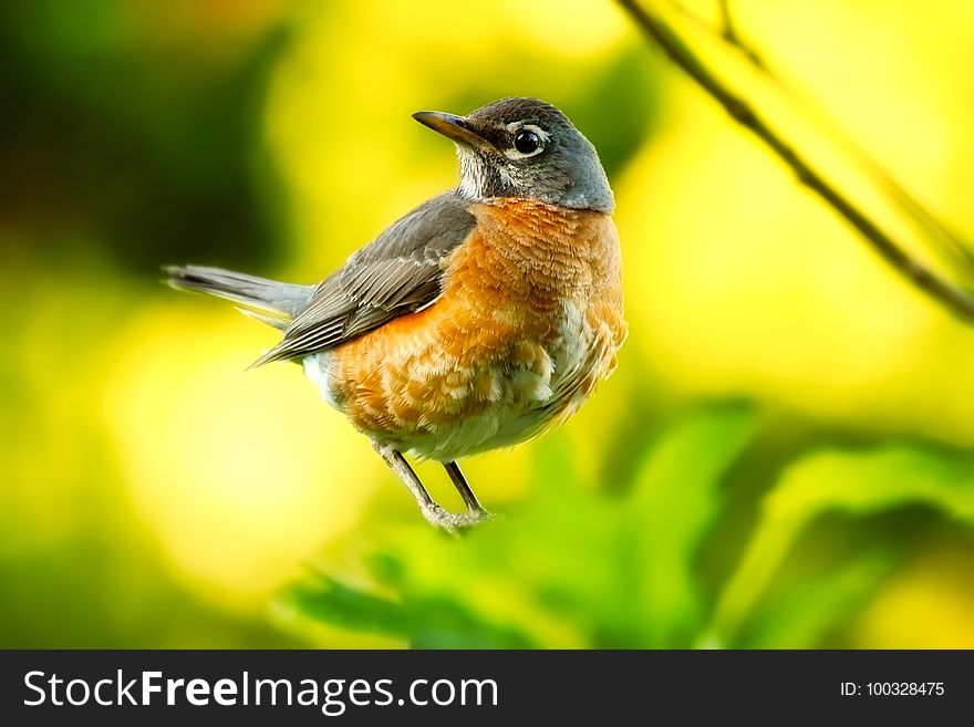Bird, Fauna, Beak, Robin