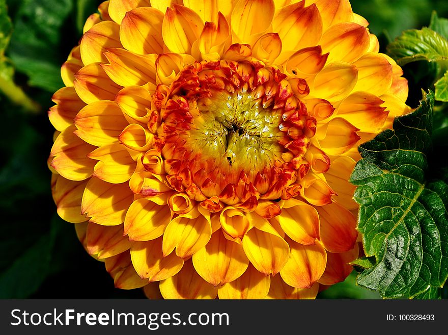 Flower, Yellow, Flora, Petal