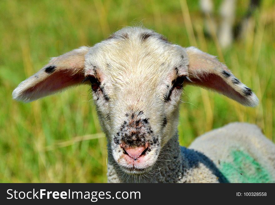 Sheep, Fauna, Horn, Cow Goat Family