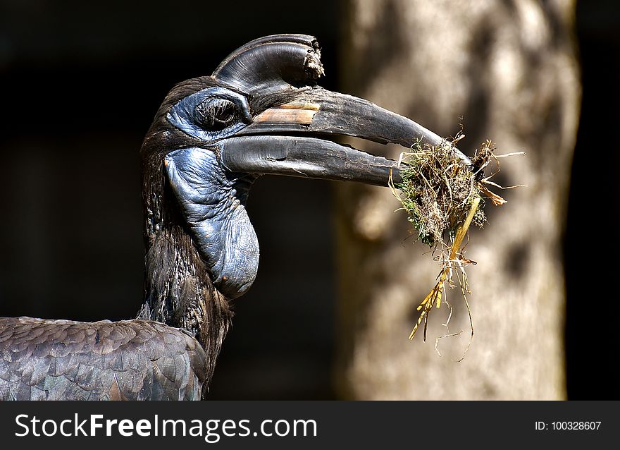 Beak, Hornbill, Fauna, Organism